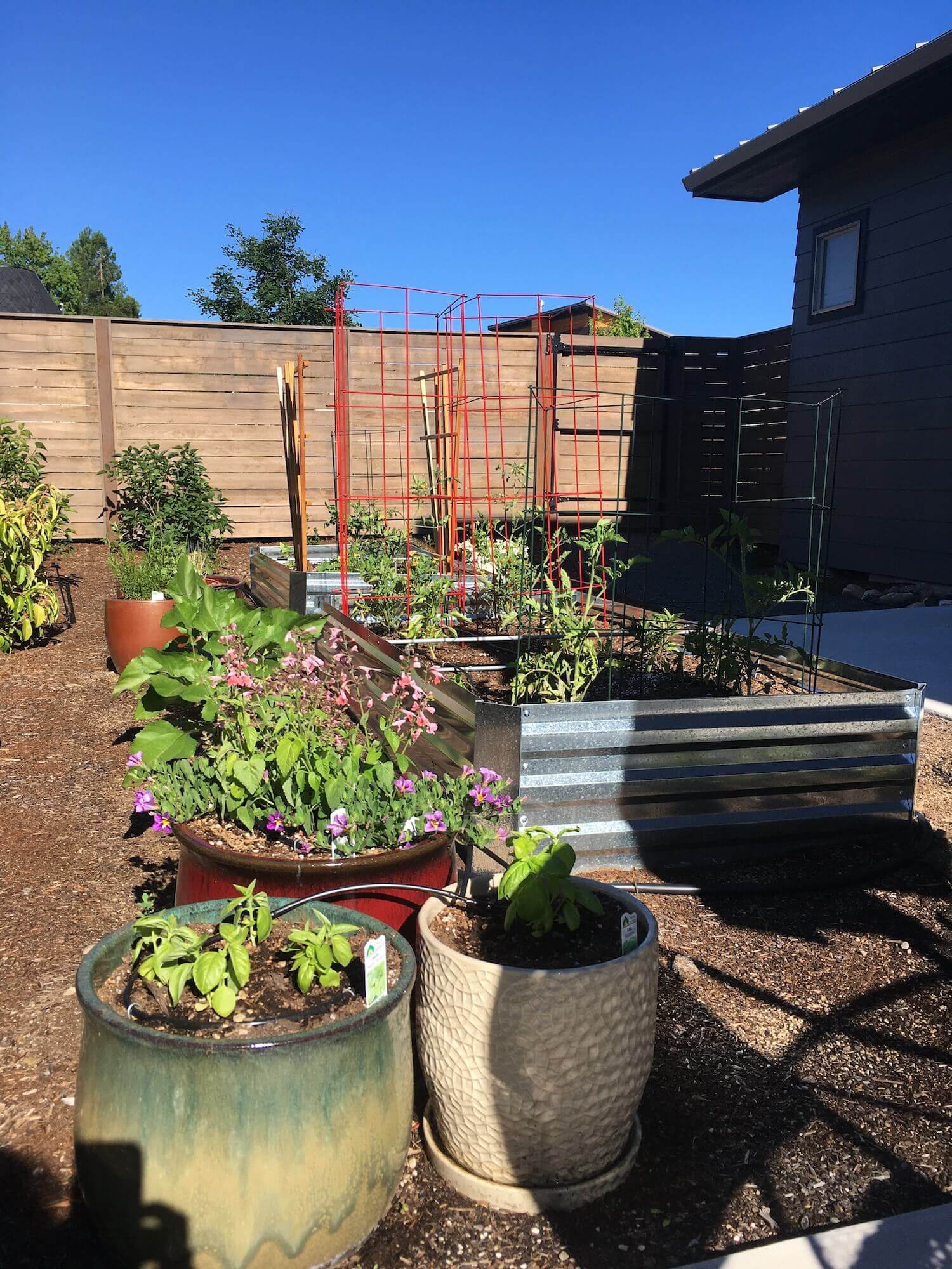 pots of flowers in front of raised aluminum beds with tomato cages and plants, along side the raised beds are sunflowers straining for the sun, and in the back bed you see trellises waiting for veggies