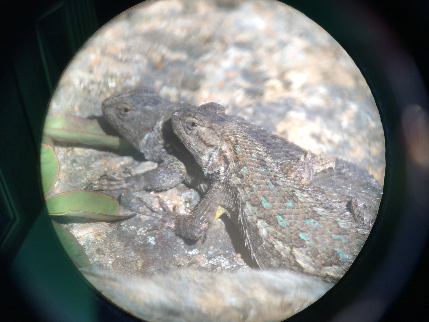 a circle in a field of black and in the circle are two lizards, one has speck of blue on its back and is somewhat on top of the other as they both look to the left and away from the camera