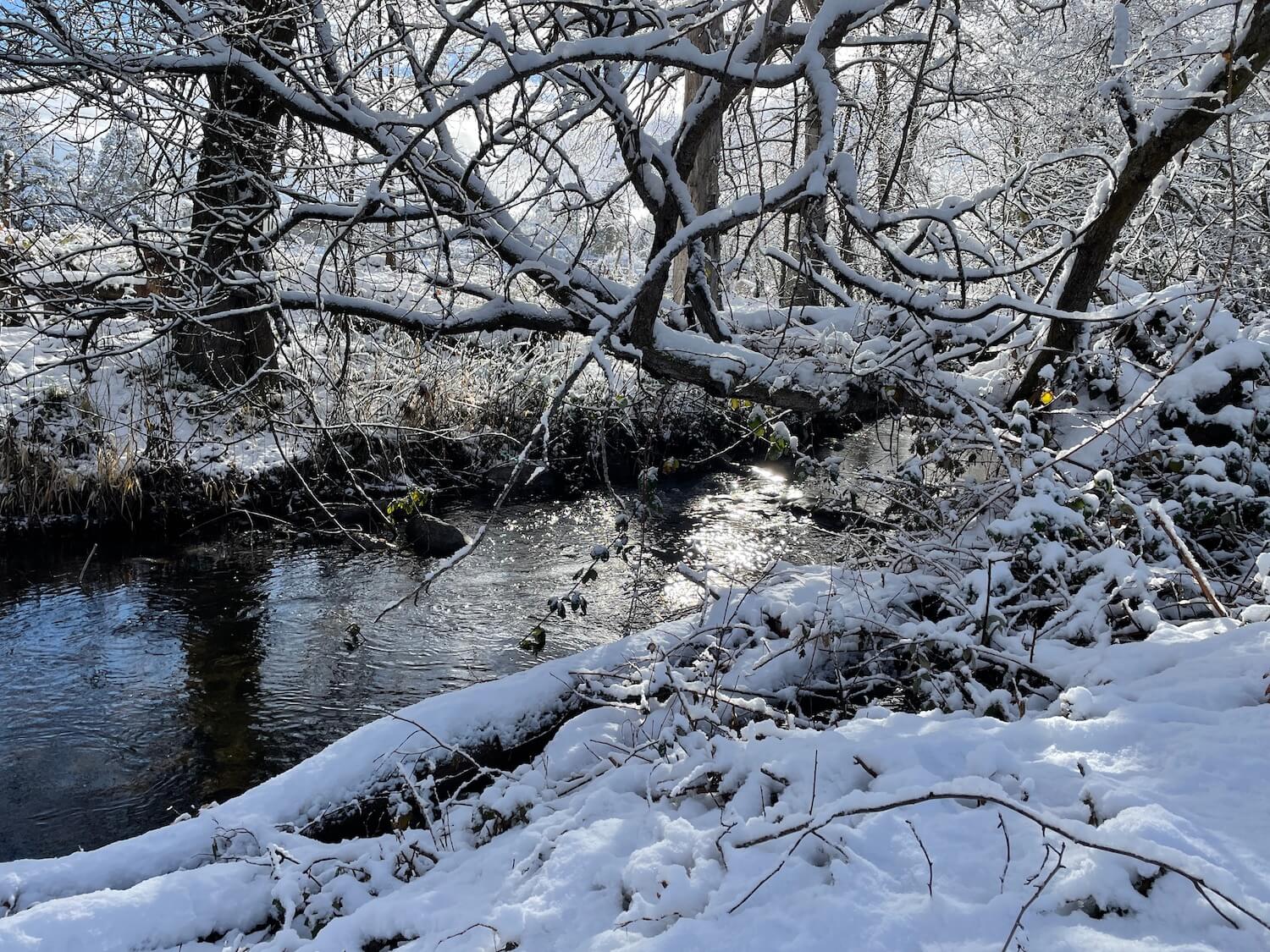 A view of a creek with snow clinging to branches around it and a pasture in the background.