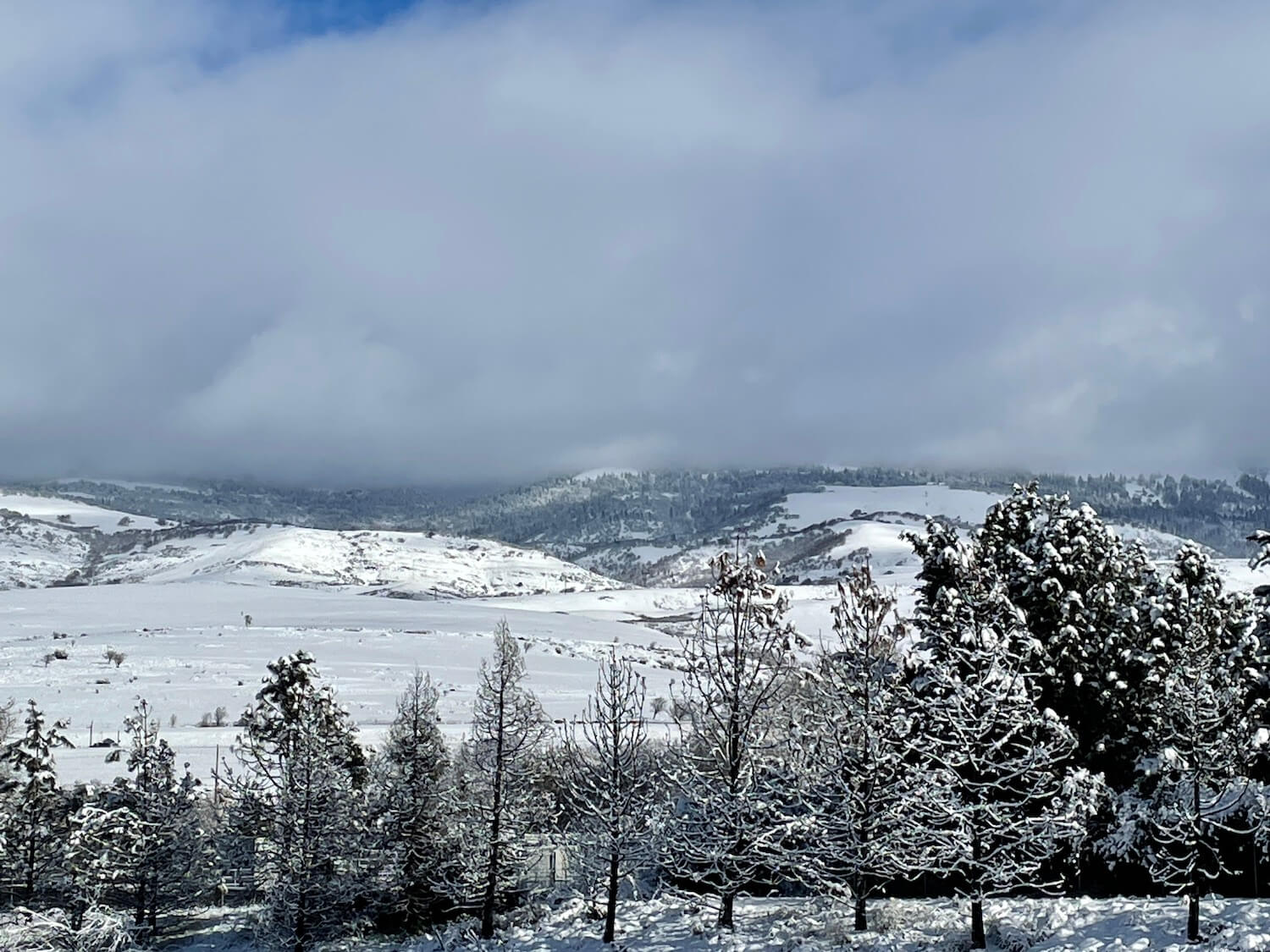 Clouds over the tops of foothills covered in snow, with trees with snow clinging to them on the foreground.