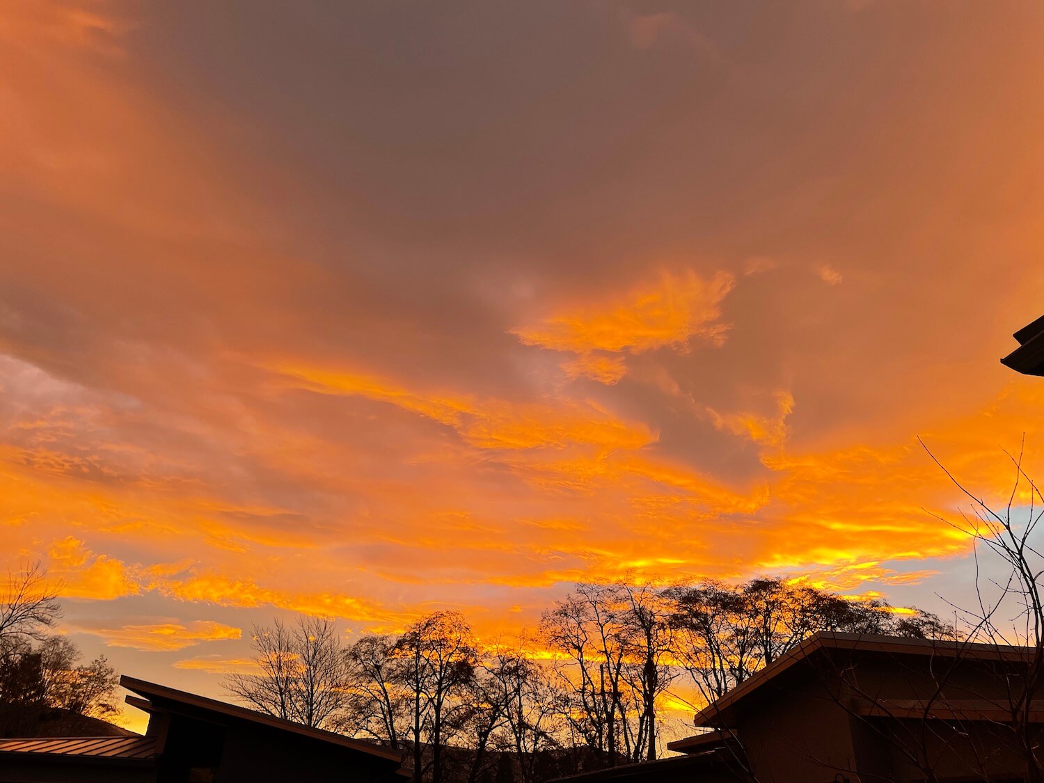 a sky filled with differing thicknesses of clouds, tops of trees are with no leaves are black against the sky at the bottom along with some tops of roof lines, the light is coming from behind it all, indicating a rising sun.