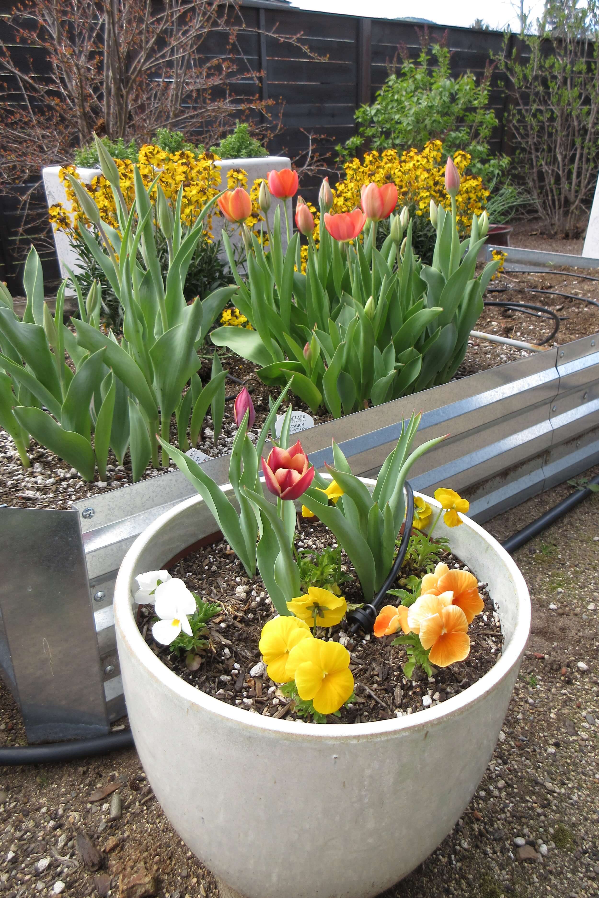 In the foreground is a white stone pot that has two tulips in bloom, red at the base and fading to a light yellow at the top. Next the tulips are pansies, yellow, white, and orange. Behind the pot is a steel metal raised bed and in it are more tulips, many in bloom with red orange blooms and behind are two flowers in full bloom with bright yellow blooms. In the background is a white stone planter that is taller than the flowers and some bushes that have the beginnings of buds for leaves on them.